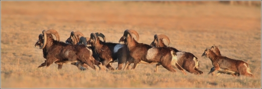 <p>MUFLON (Ovis musimon) Šluknovsko - Valdek, 2016 /Mouflon - Mufflon/ </p>